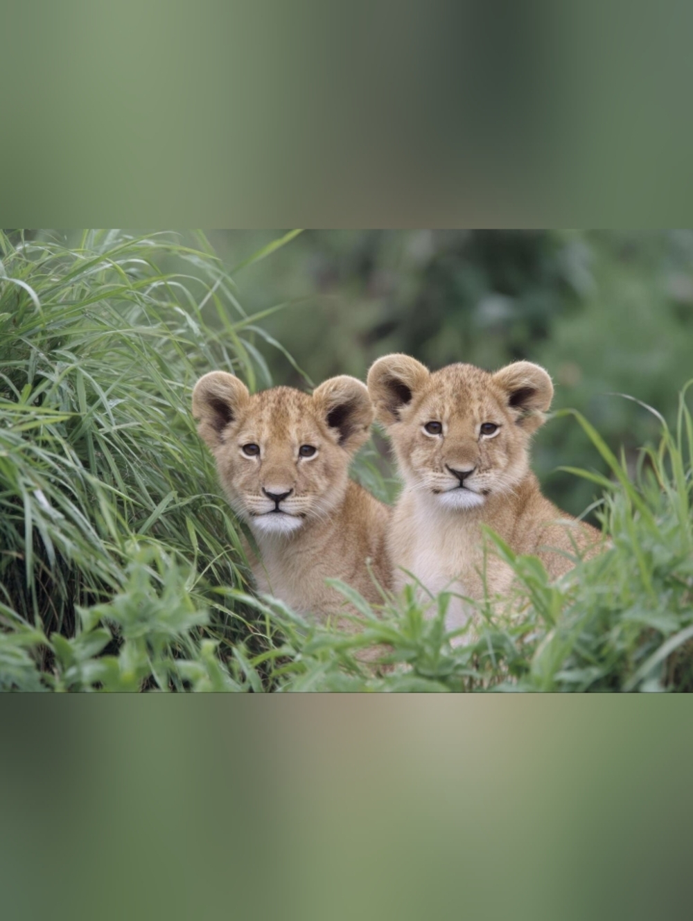 Large Custom Fridge Magnet Lion Cubs Home Kitchen Decor